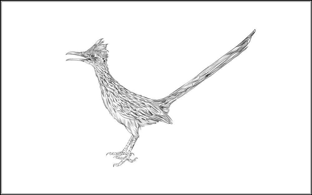 Parts of a Roadrunner (Printed)