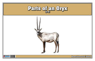 Parts of an Oryx (Printed)