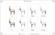 Parts of an Oryx (Printed)