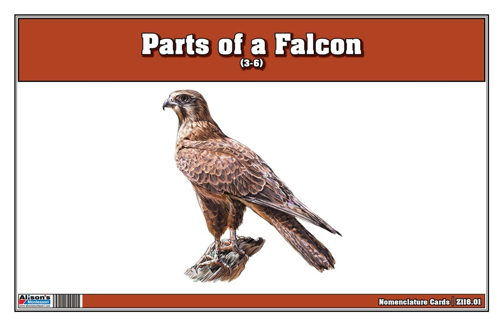 Parts of a Falcon (Printed)