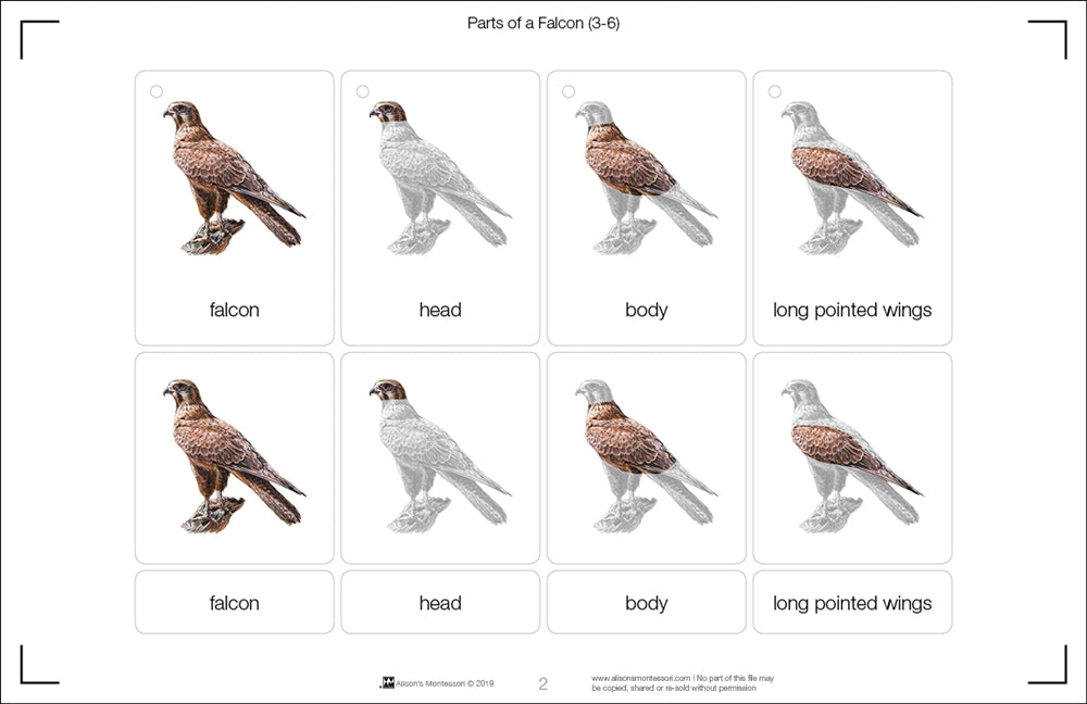 Parts of a Falcon (Printed)