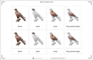 Parts of a Falcon (Printed)