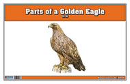 Parts of a Golden Eagle (Printed)