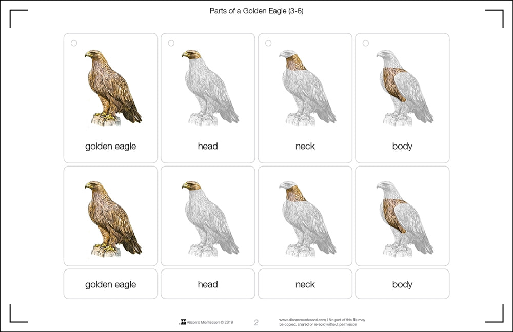 Parts of a Golden Eagle (Printed)