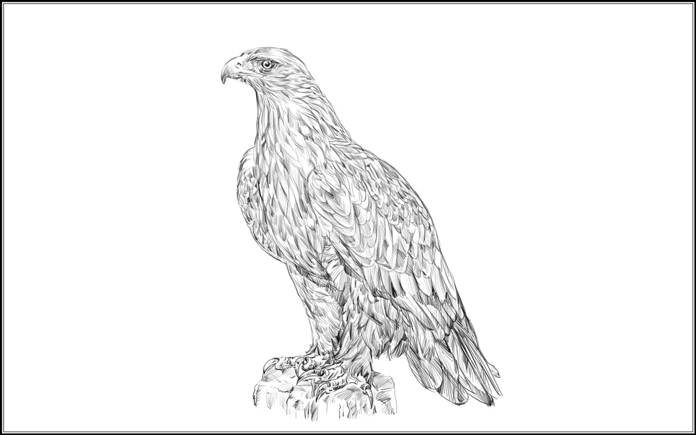 Parts of a Golden Eagle (Printed)