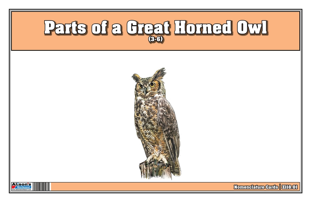 Parts of a Great Horned Owl Three Part Cards (Printed)