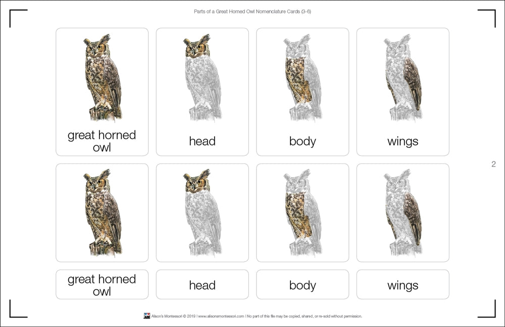 Parts of a Great Horned Owl Three Part Cards (Printed)