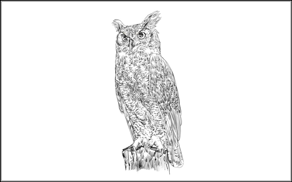 Parts of a Great Horned Owl Three Part Cards (Printed)
