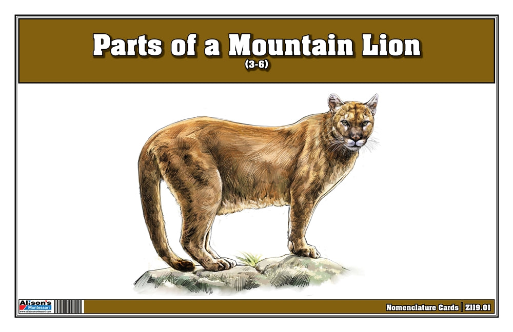 Parts of a Mountain Lion Three Part Cards (Printed)