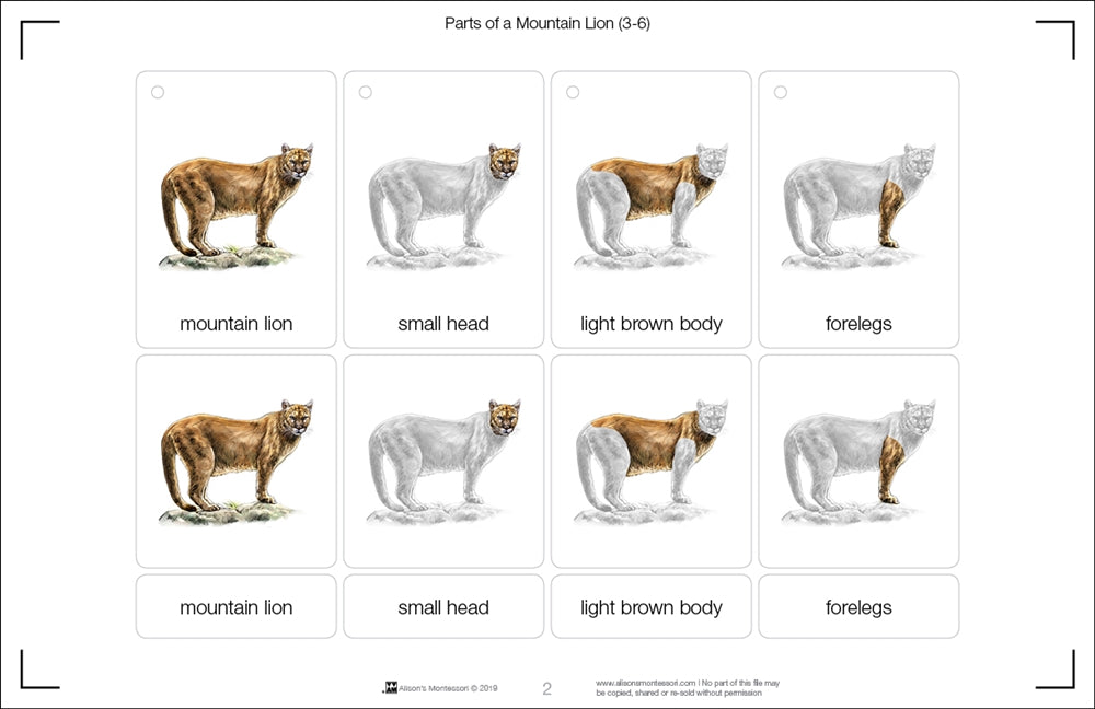 Parts of a Mountain Lion Three Part Cards (Printed)