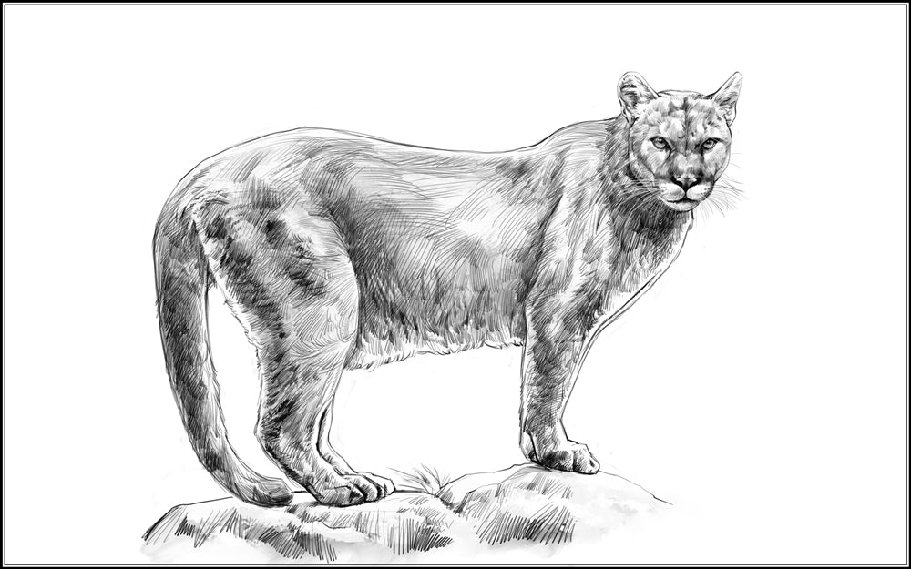 Parts of a Mountain Lion Three Part Cards (Printed)