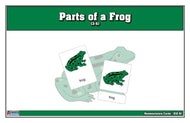 Parts of a Frog Nomenclature Cards (3-6) (Printed)