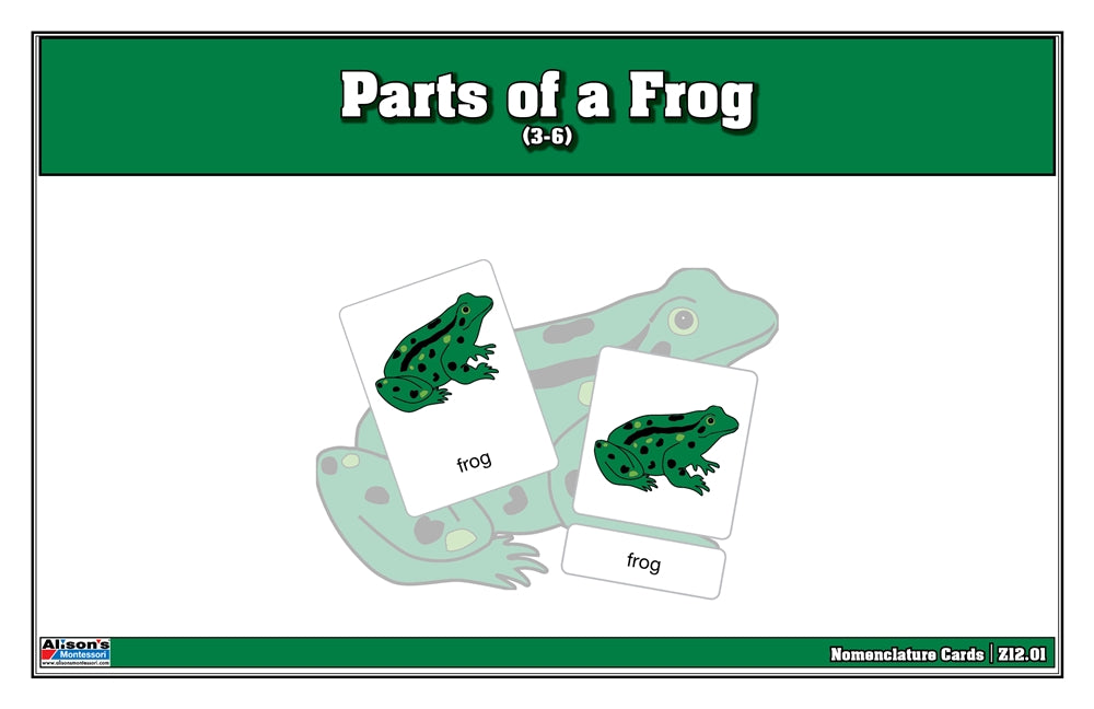 Parts of a Frog Nomenclature Cards (3-6) (Printed)
