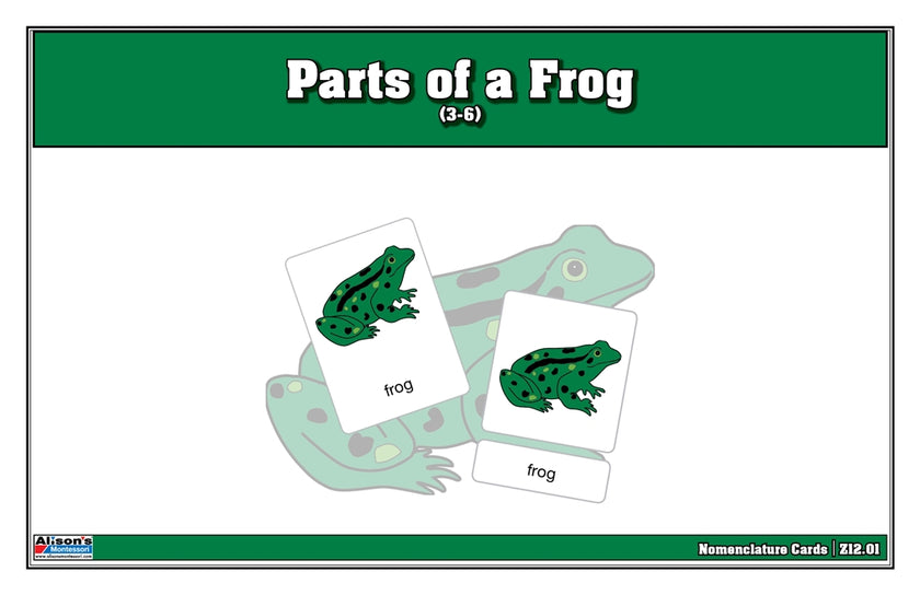 Parts of a Frog Nomenclature Cards (3-6) (Printed)
