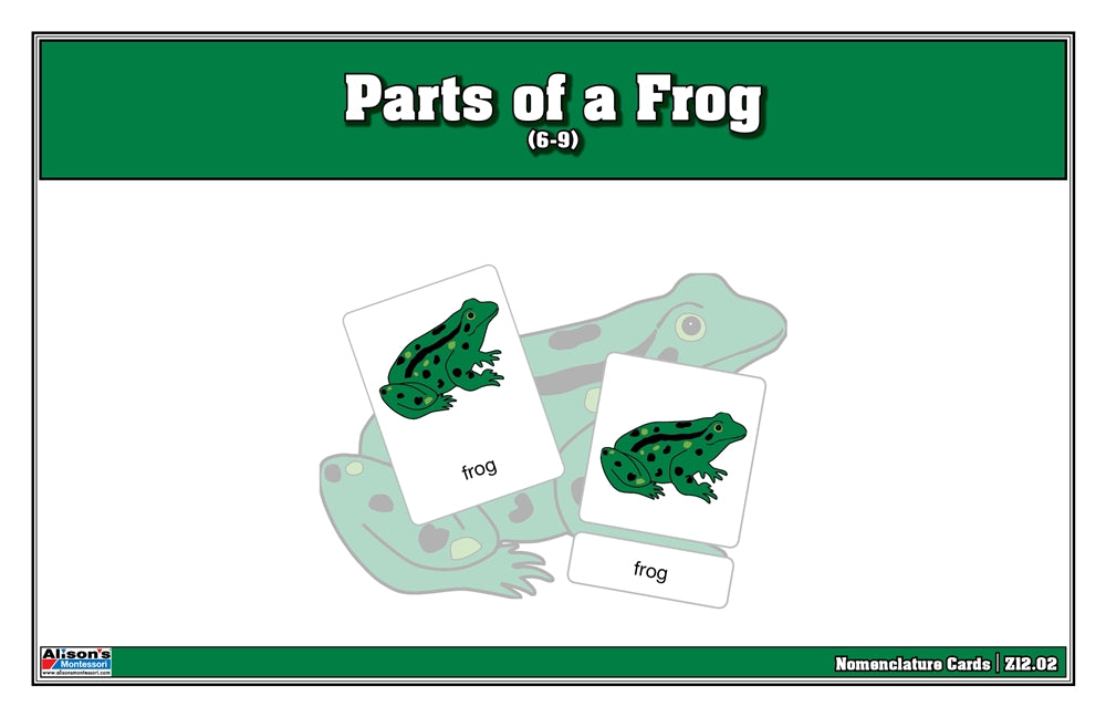 Parts of a Frog Nomenclature Cards (6-9) (Printed)