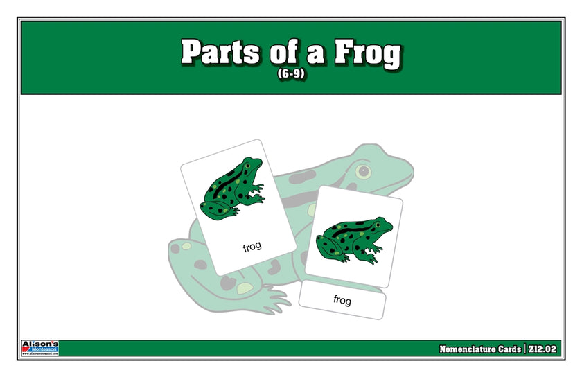 Parts of a Frog Nomenclature Cards (6-9) (Printed)