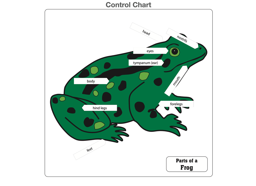 Parts of a Frog Nomenclature Cards (6-9) (Printed)
