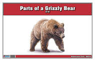 Parts of a Grizzly Bear Three Part Cards (Printed)