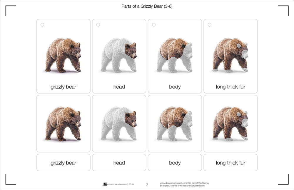 Parts of a Grizzly Bear Three Part Cards (Printed)