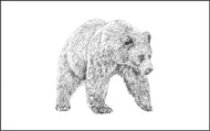 Parts of a Grizzly Bear Three Part Cards (Printed)