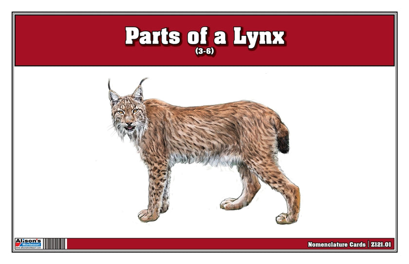Parts of a Lynx Three Part Cards (Printed)