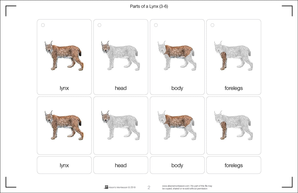 Parts of a Lynx Three Part Cards (Printed)