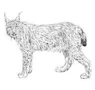 Parts of a Lynx Three Part Cards (Printed)