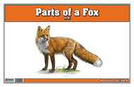 Parts of a Fox Three Part Cards (Printed)