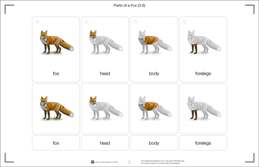 Parts of a Fox Three Part Cards (Printed)