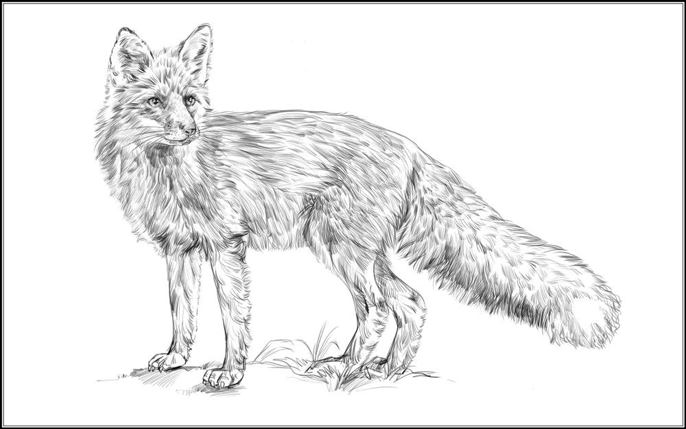 Parts of a Fox Three Part Cards (Printed)