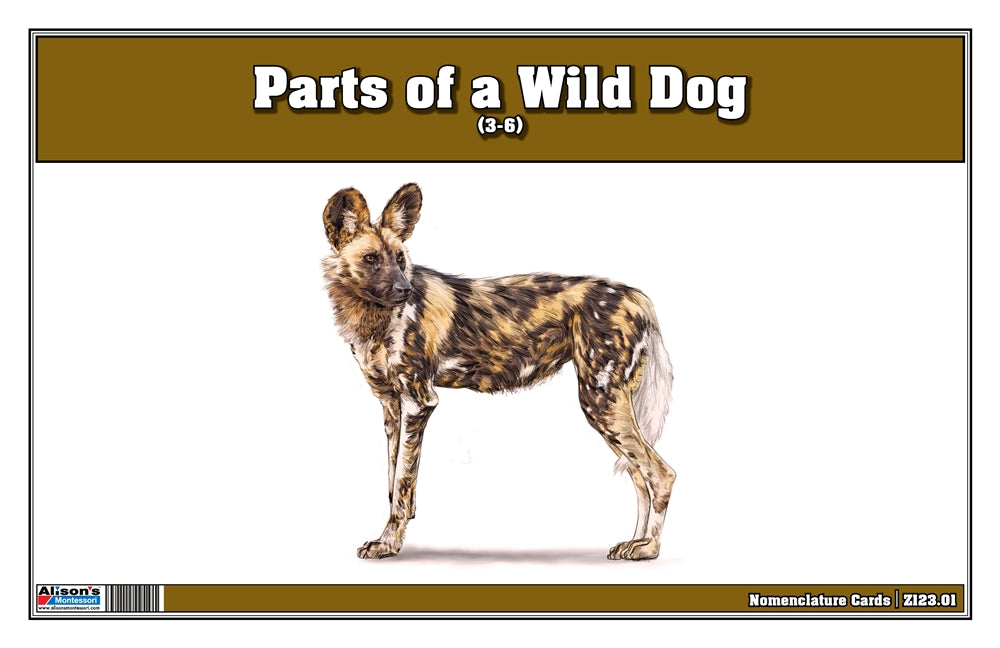 Parts of a Wild Dog Three Part Cards (Printed)