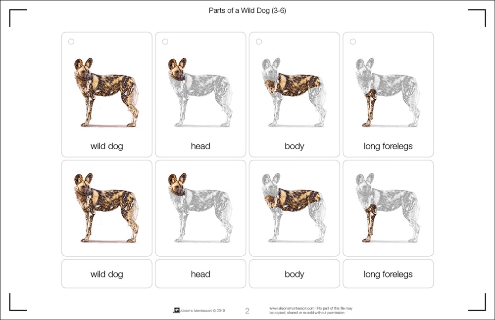 Parts of a Wild Dog Three Part Cards (Printed)