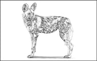 Parts of a Wild Dog Three Part Cards (Printed)