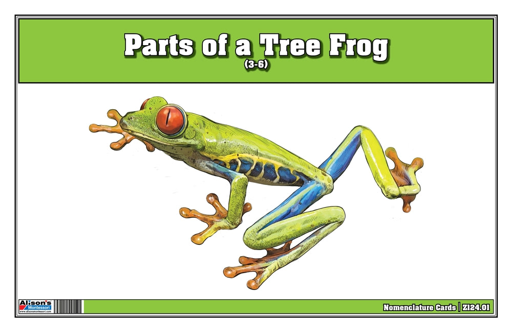 Parts of a Tree Frog Three Part Cards (Printed)