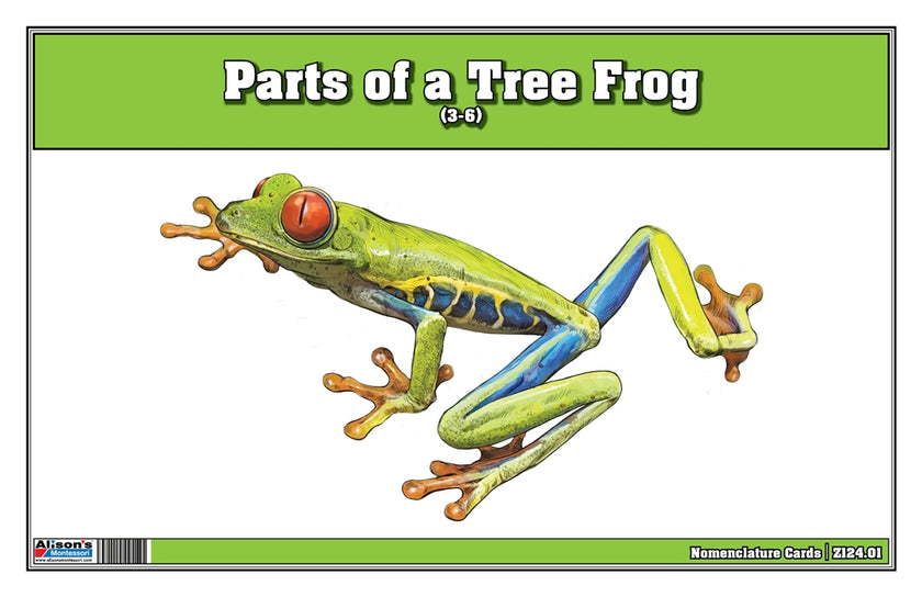 Parts of a Tree Frog Three Part Cards (Printed)