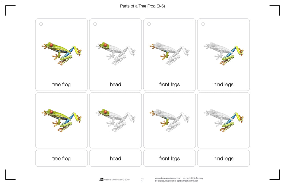 Parts of a Tree Frog Three Part Cards (Printed)