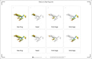 Parts of a Tree Frog Three Part Cards (Printed)