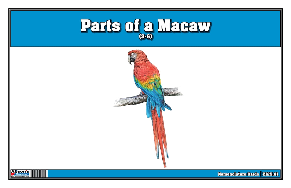Parts of a Macaw (Printed)