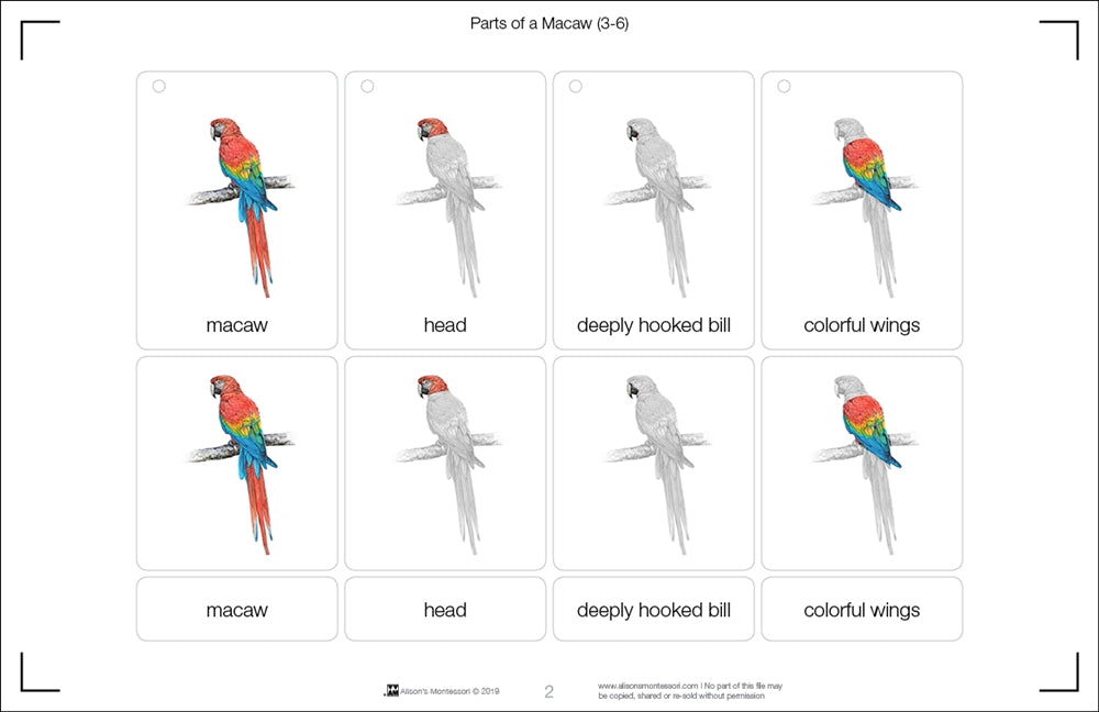 Parts of a Macaw (Printed)
