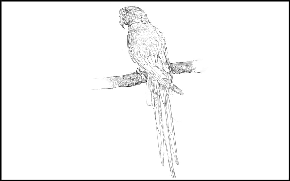 Parts of a Macaw (Printed)