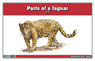 Parts of a Jaguar Three Part Cards (Printed)