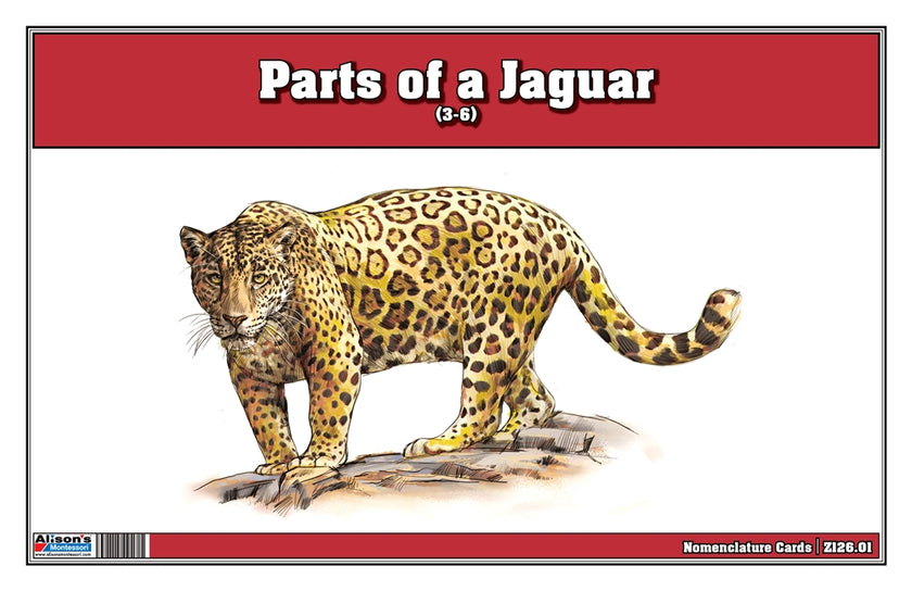 Parts of a Jaguar Three Part Cards (Printed)