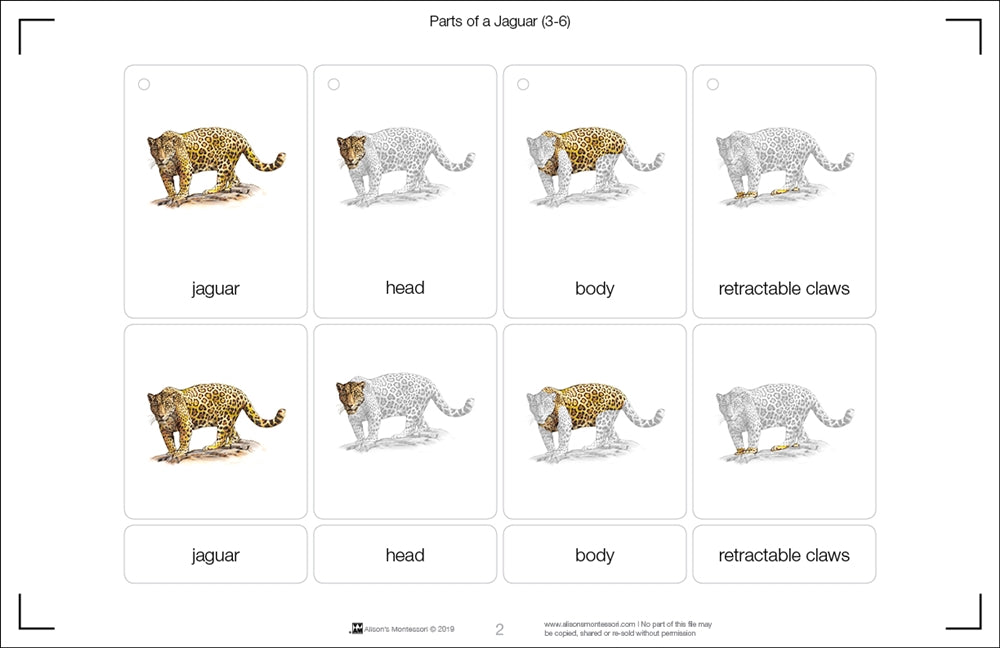 Parts of a Jaguar Three Part Cards (Printed)