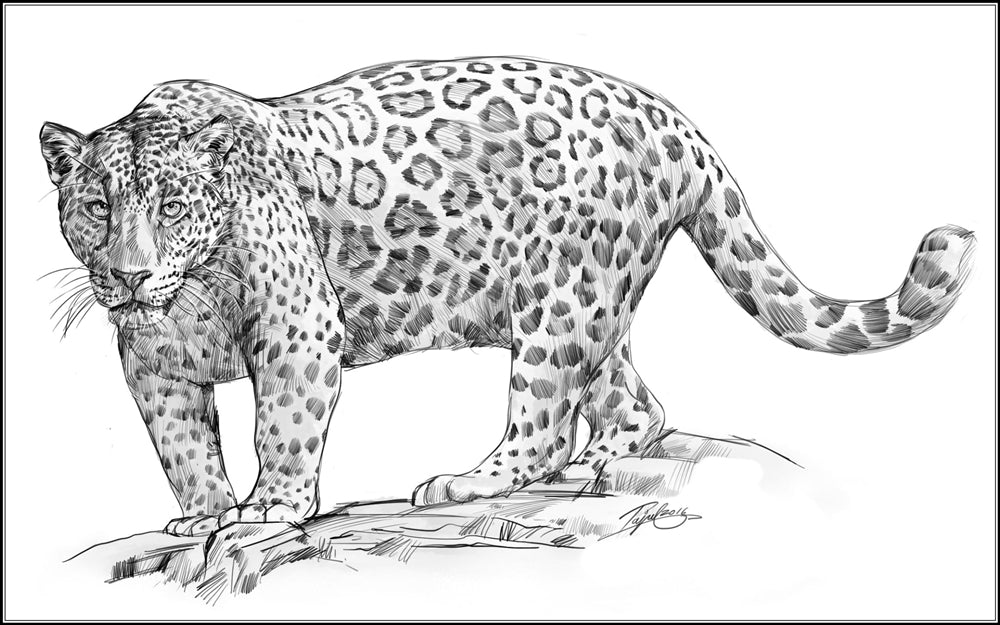 Parts of a Jaguar Three Part Cards (Printed)