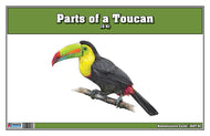 Parts of a Toucan Three Part Cards (Printed)