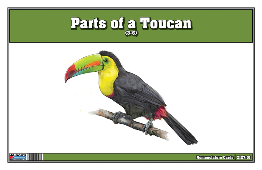 Parts of a Toucan Three Part Cards (Printed)