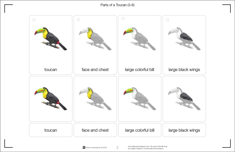 Parts of a Toucan Three Part Cards (Printed)