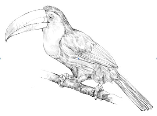 Parts of a Toucan Three Part Cards (Printed)