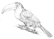 Parts of a Toucan Three Part Cards (Printed)