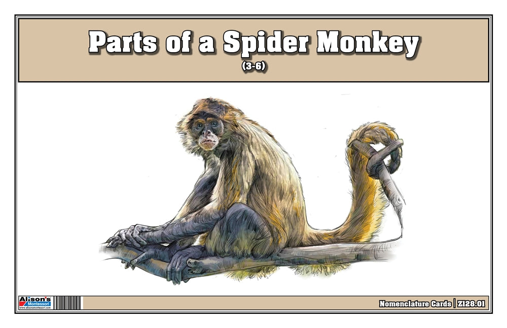 Parts of a Spider Monkey Three Part Cards (Printed)